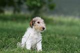 FOX TERRIER 637